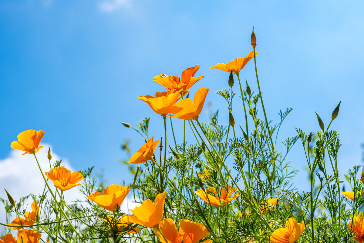 Get Outside! California Poppy Flowers