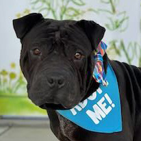 Chili the Shar Pei mix