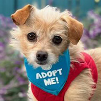 Fenway the Cairn Terrier Chihuahua mix